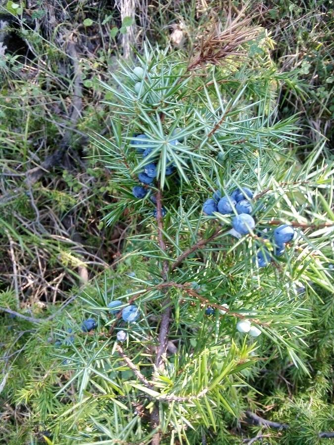 Sant'Andrea  B&B Ca'Del Grillo מראה חיצוני תמונה